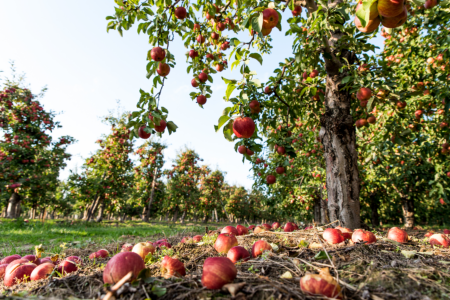 What to Do with Windfall Apples Image